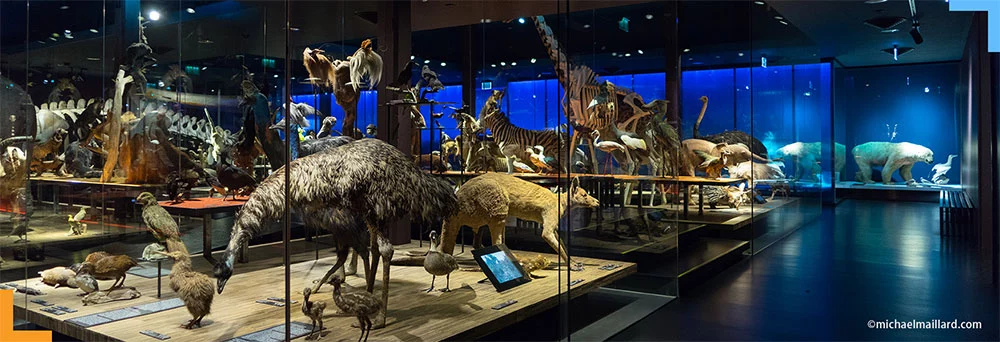 inside of Natural History Museum of Fribourg